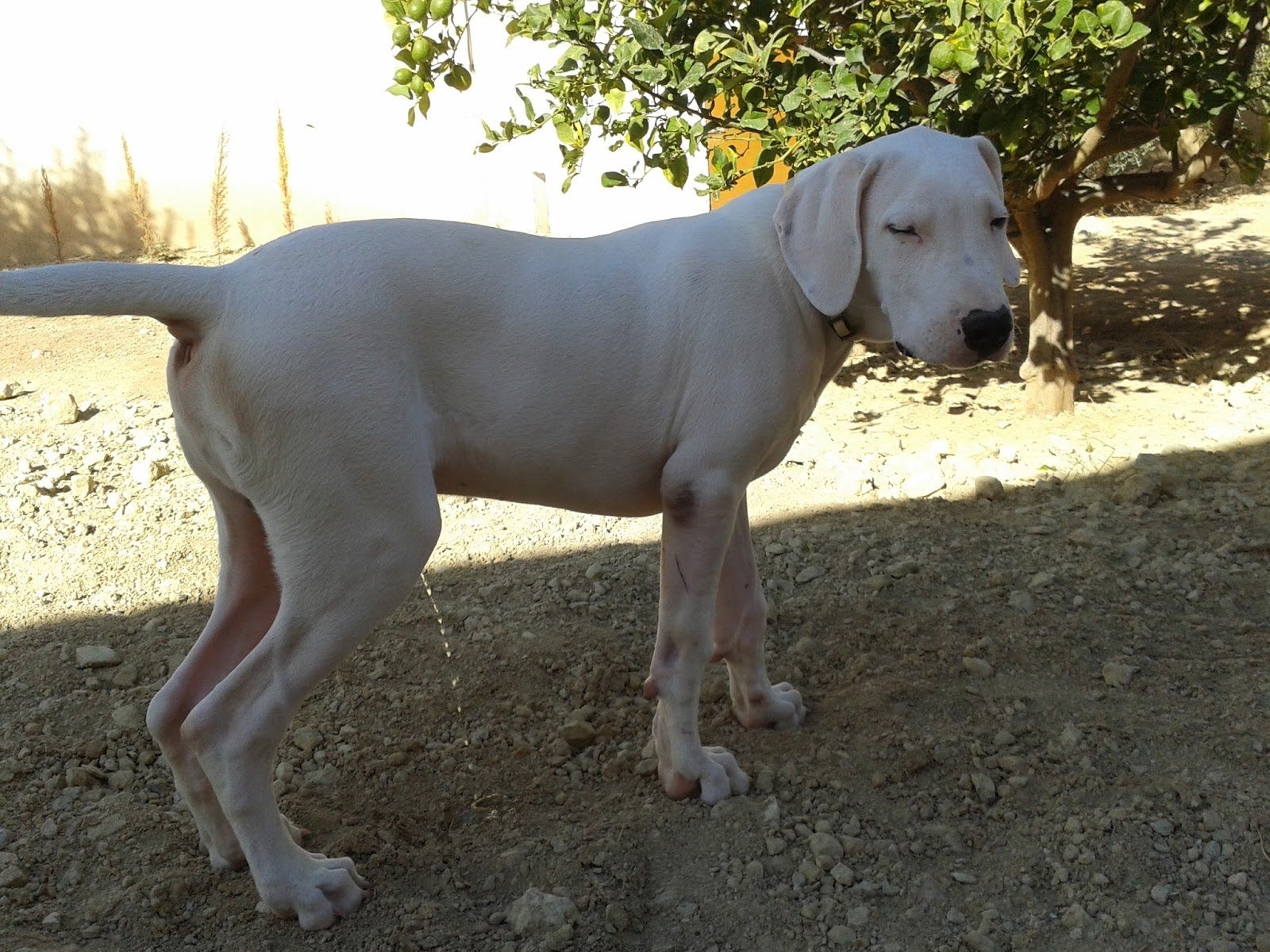 hospedaje canino hocikyto