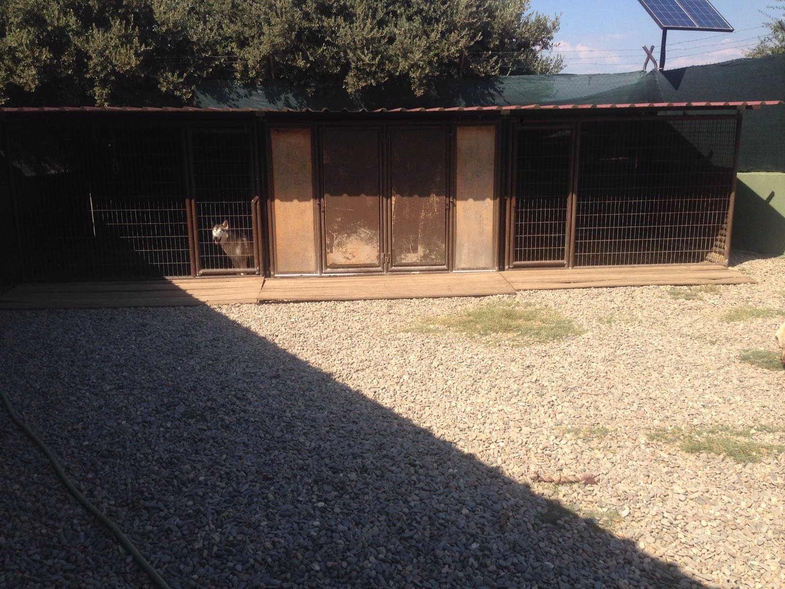residencia canina aullidos