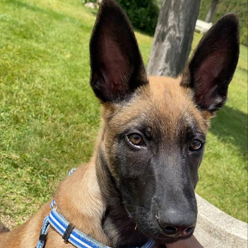 residencia canina dogzar