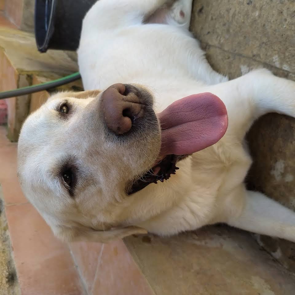 residencia canina dogzar