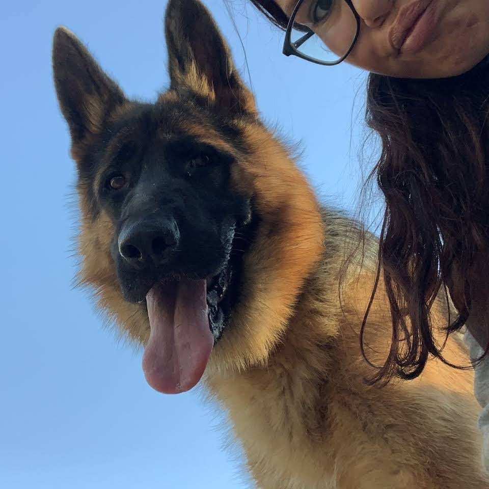 residencia canina dogzar