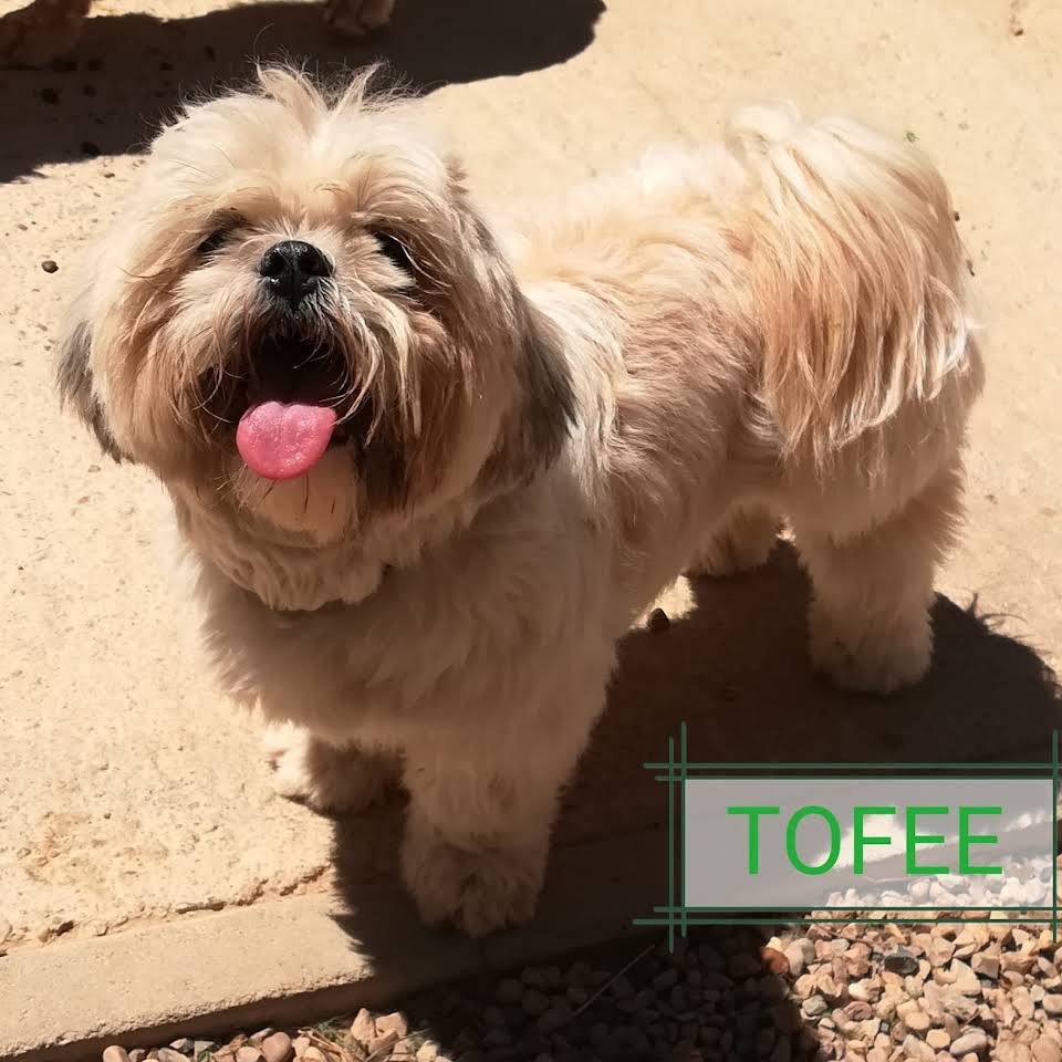 residencia canina dogzar