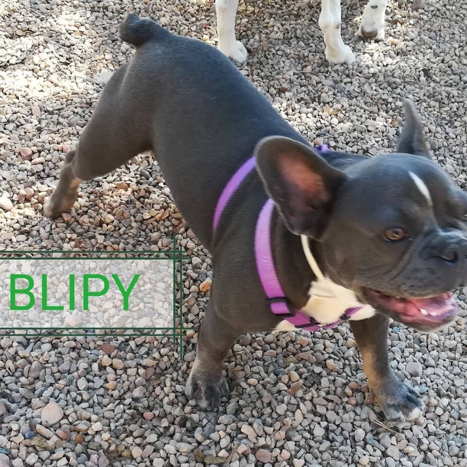 residencia canina dogzar