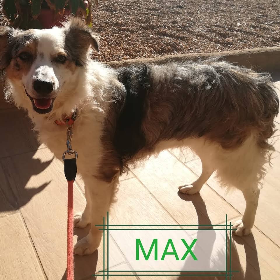 residencia canina dogzar