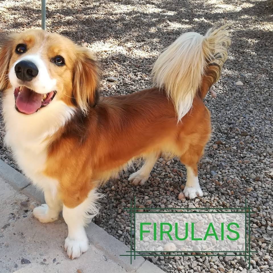 residencia canina dogzar