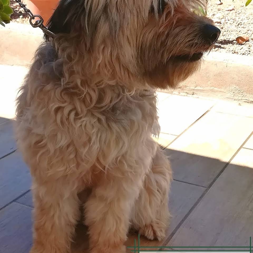 residencia canina dogzar