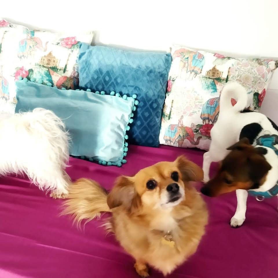 guardería canina cans chill out