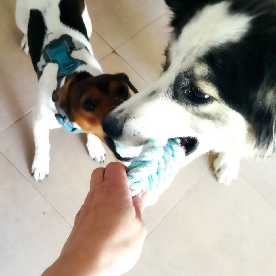 guardería canina cans chill out