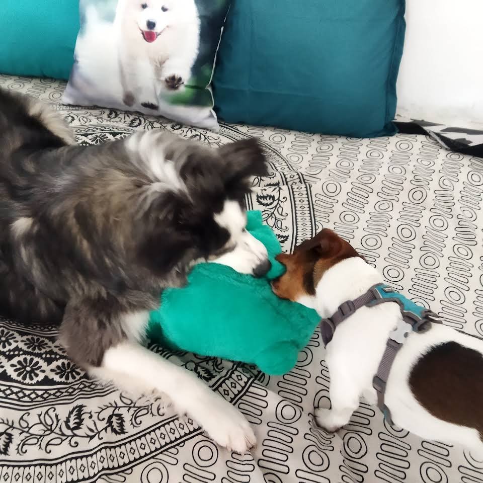 guardería canina cans chill out