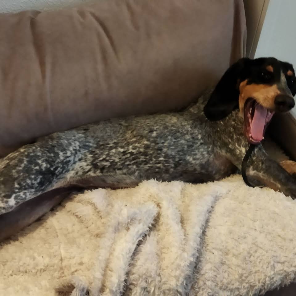 guardería canina cans chill out
