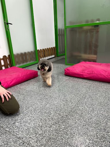 residencia para mascotas animal solución