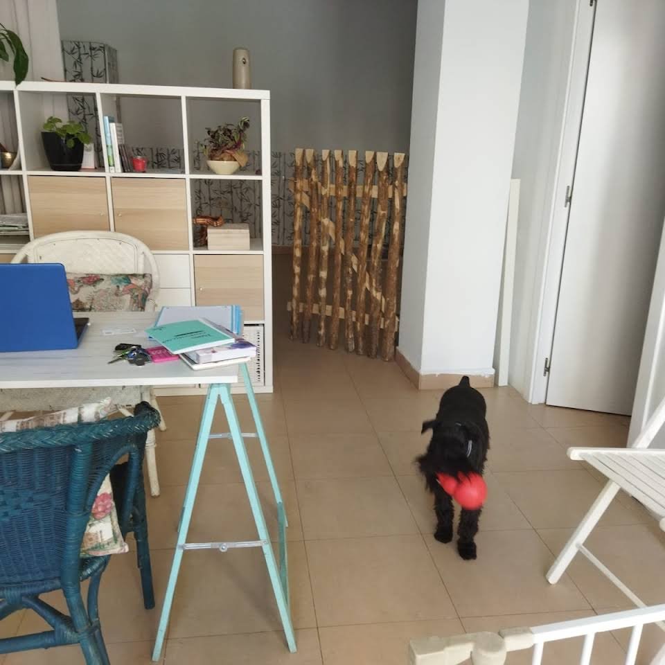 guardería canina cans chill out