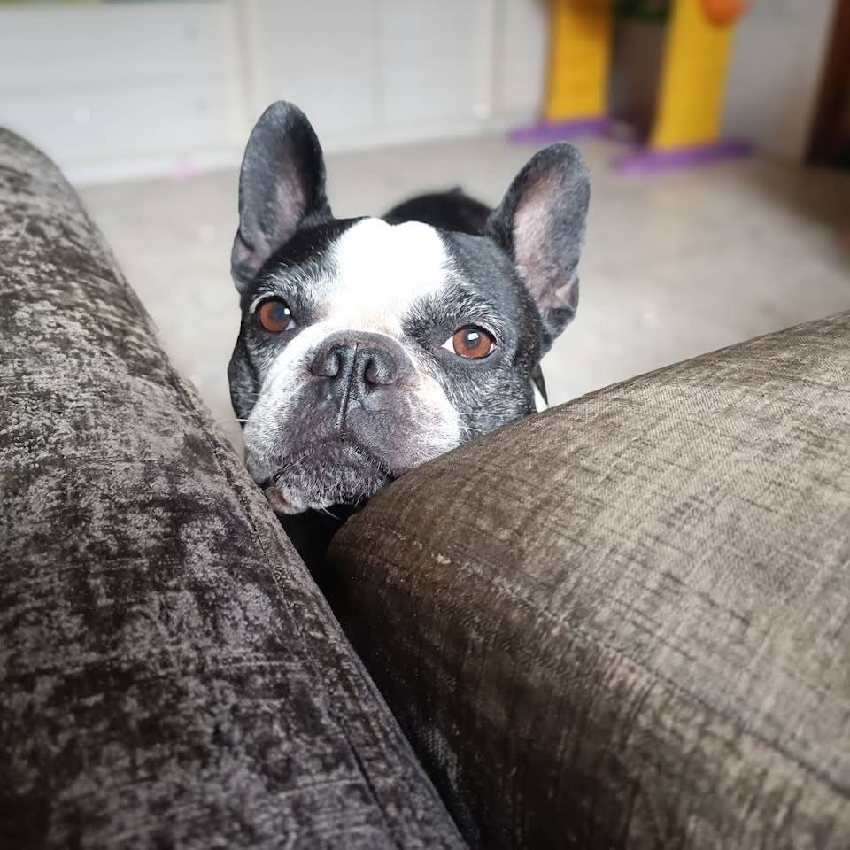 residencia canina pet pals