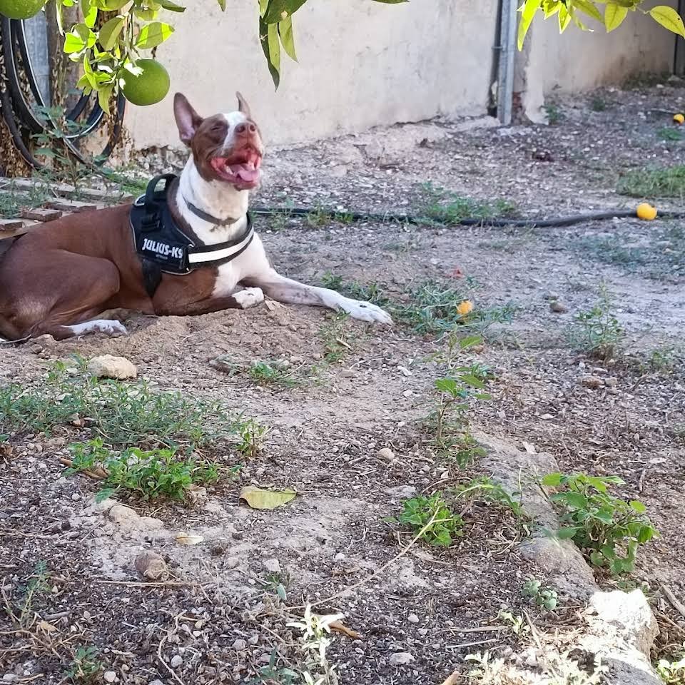 residencia canina pet pals