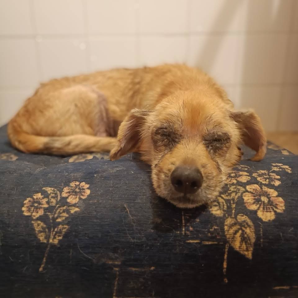 residencia canina pet pals