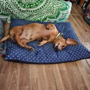guardería canina puppy day care perros pequeños