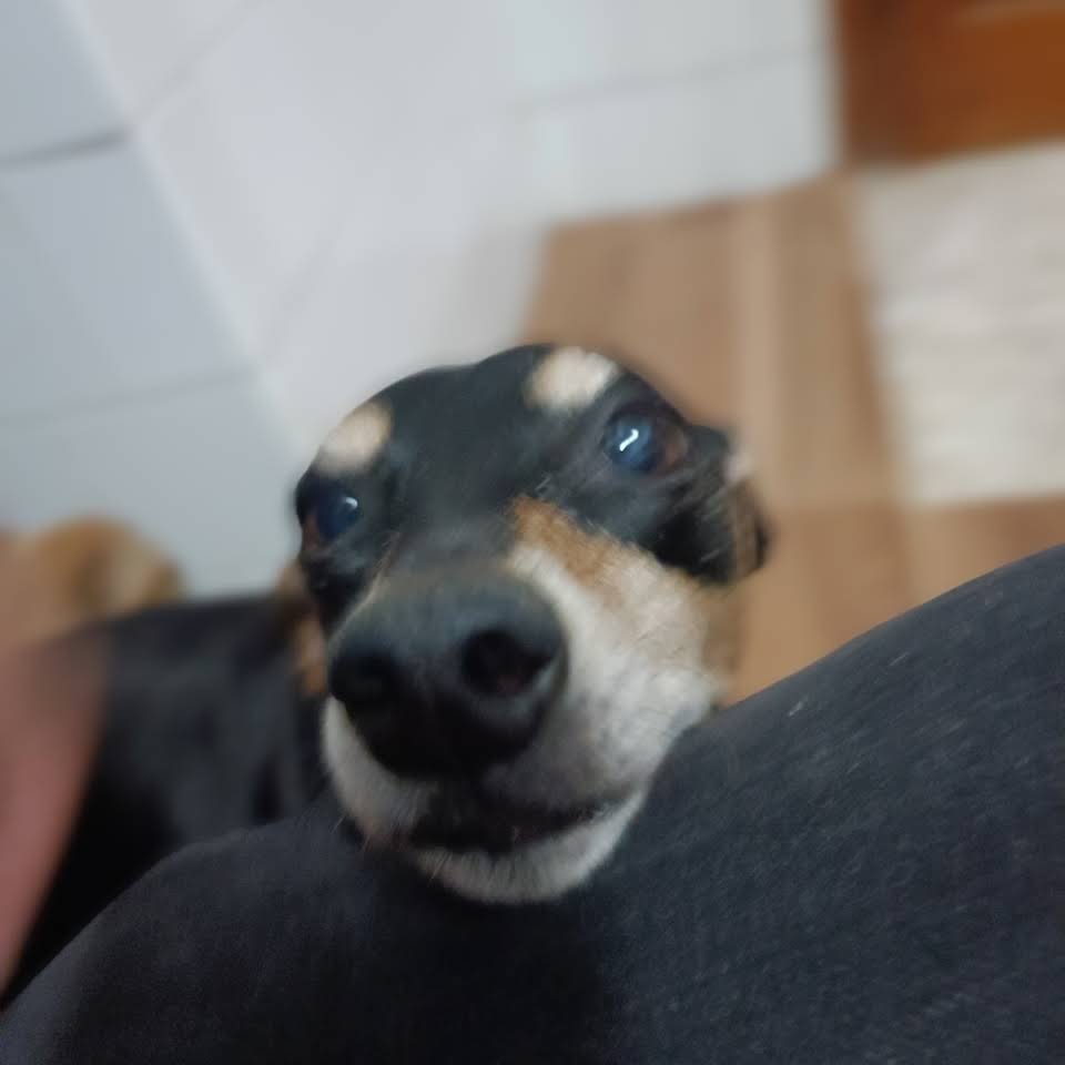 residencia canina pet pals