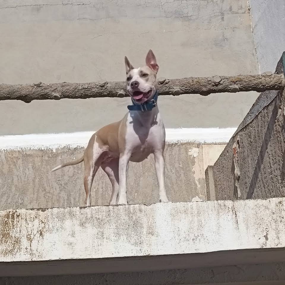 residencia canina pet pals