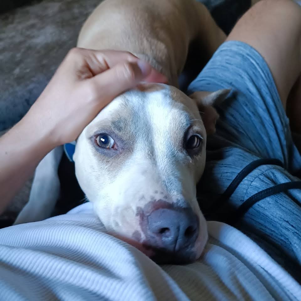 residencia canina pet pals