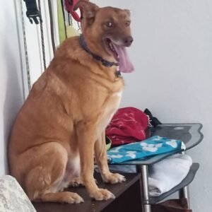 residencia canina pet pals