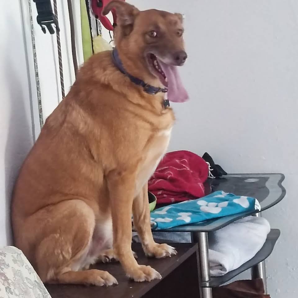 residencia canina pet pals