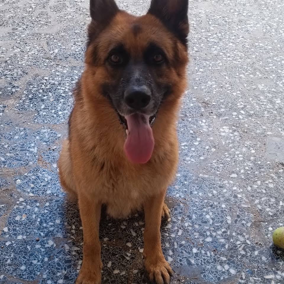 residencia canina pet pals