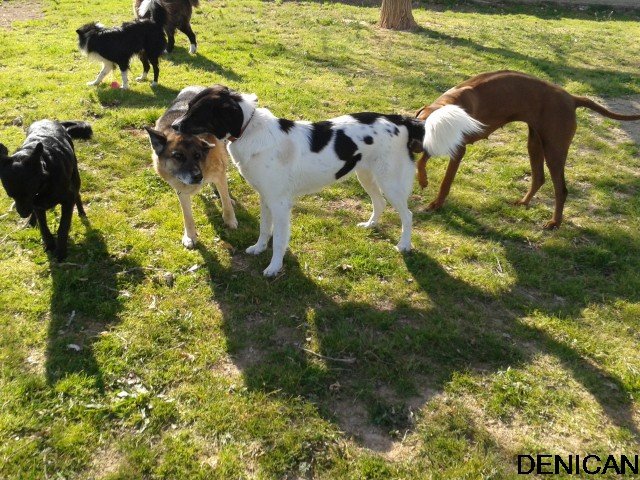 centro canino denican