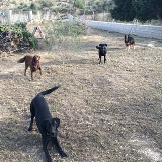 hotel para perros mojacar