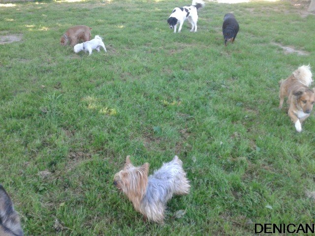 centro canino denican