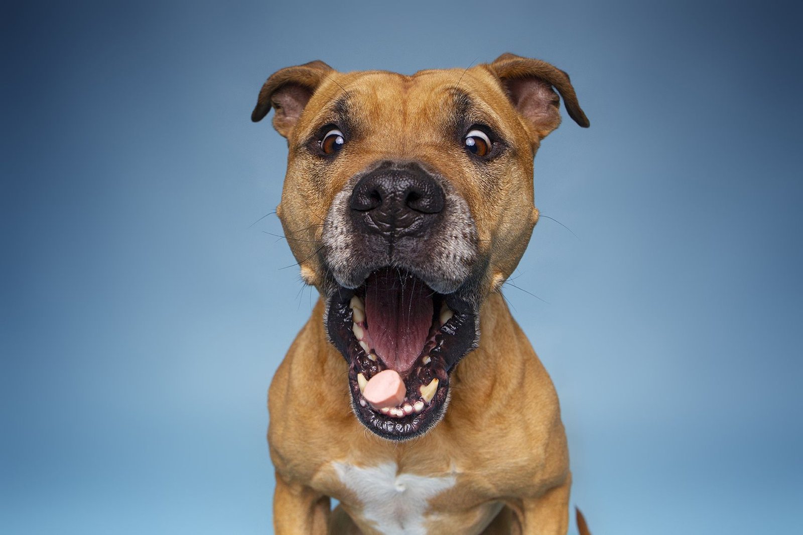 residencia canina de perro a perro