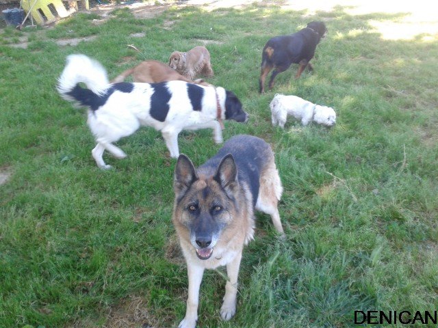 centro canino denican