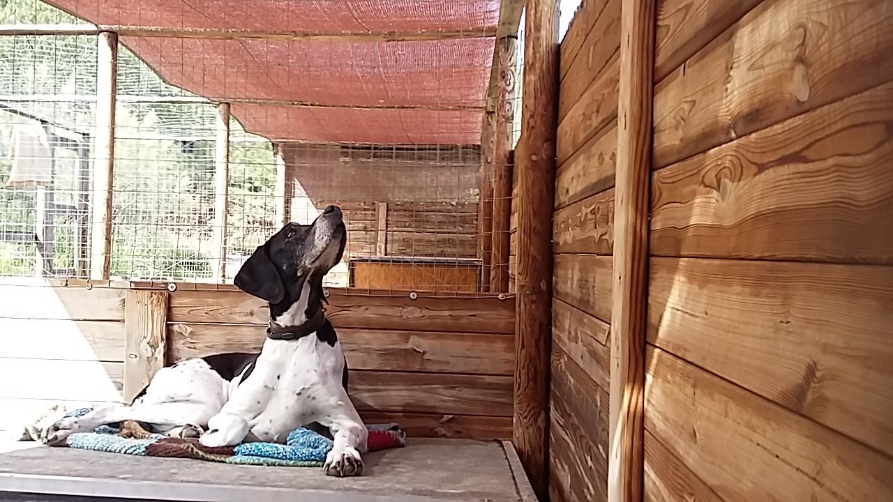 residencia canina leco