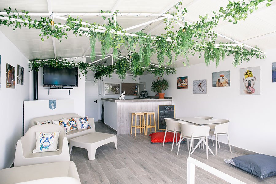 hotel canino vive pet resort