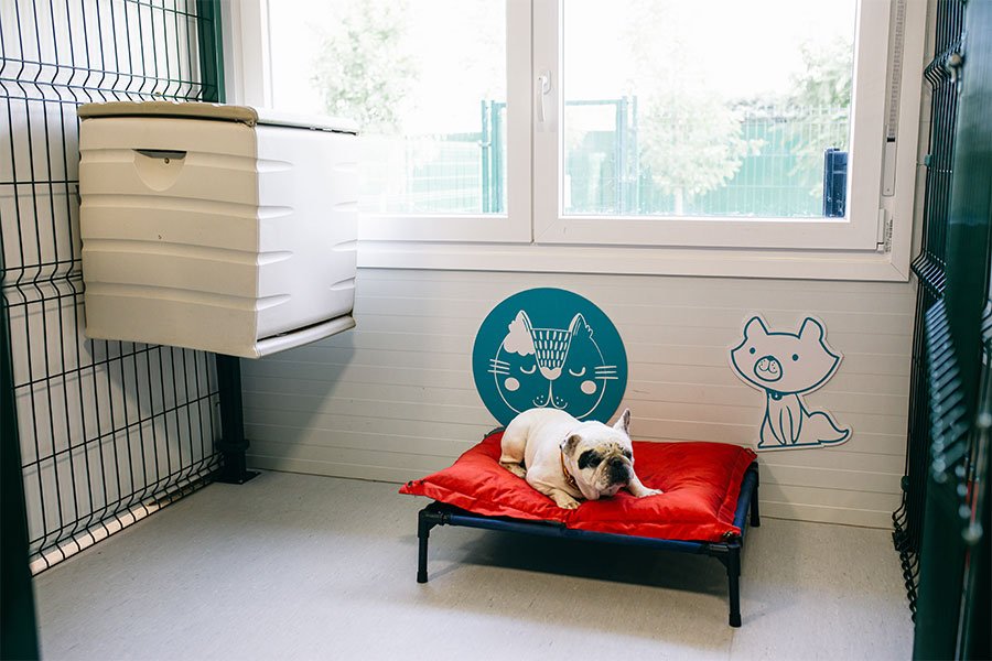 hotel canino vive pet resort