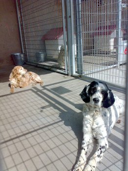 residencia canina luis ramos