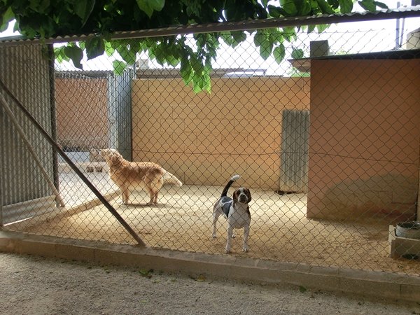 centro canino akra can