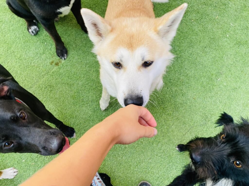 dog village