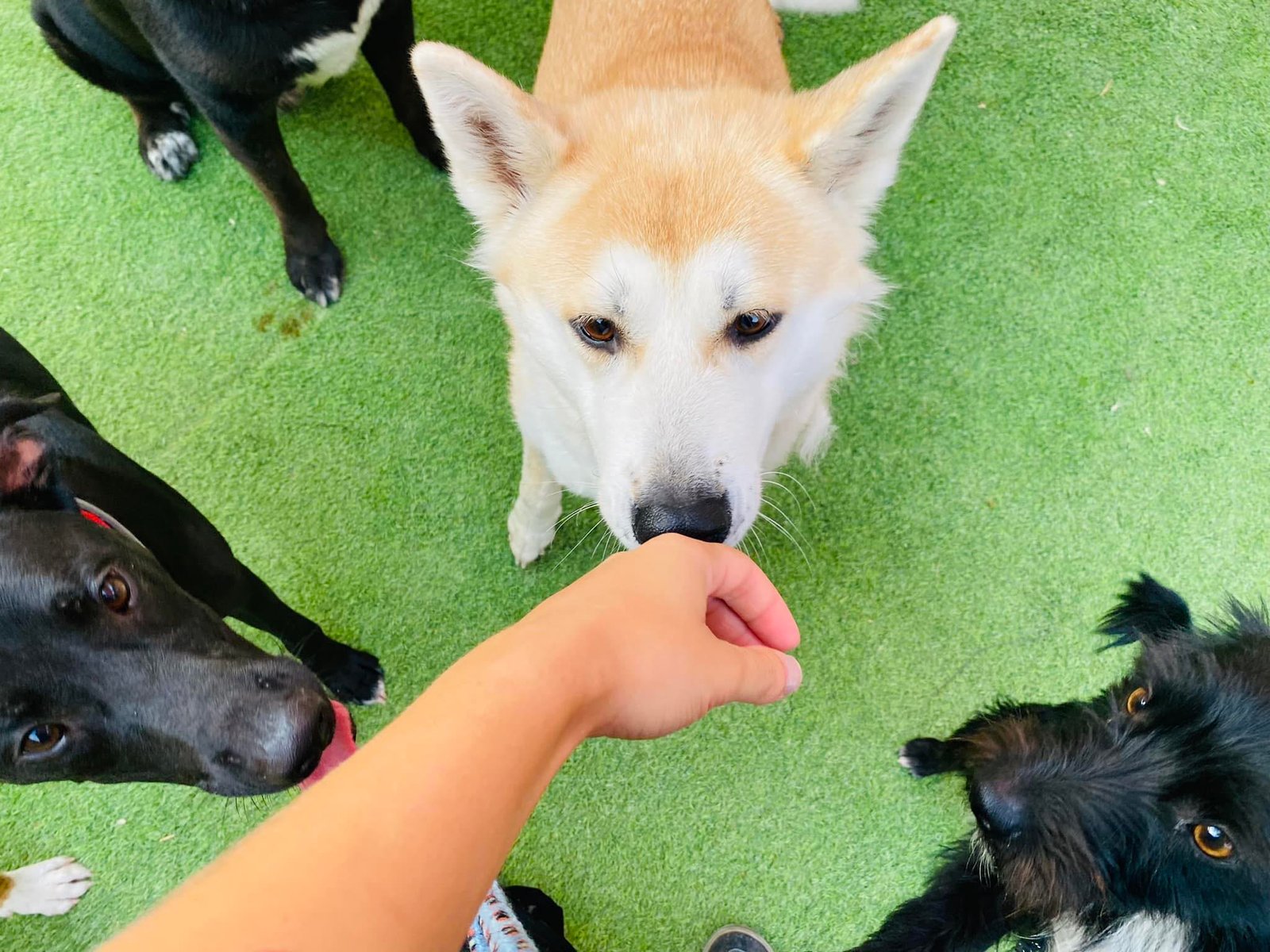 residencia canina dog village