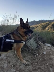 residencia canina leco