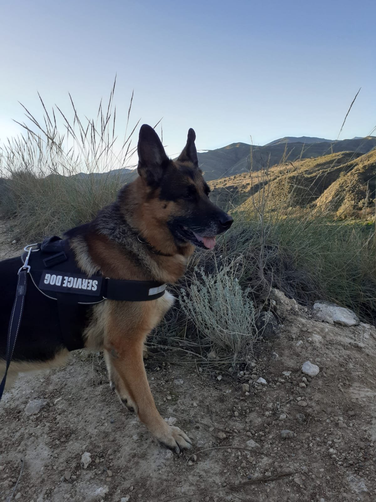 residencia canina leco