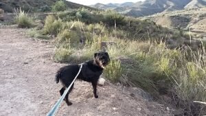 residencia canina leco