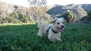 residencia canina leco