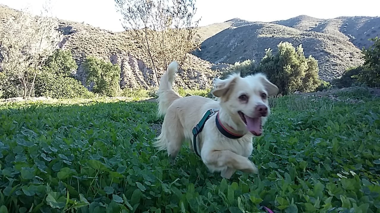 residencia canina leco