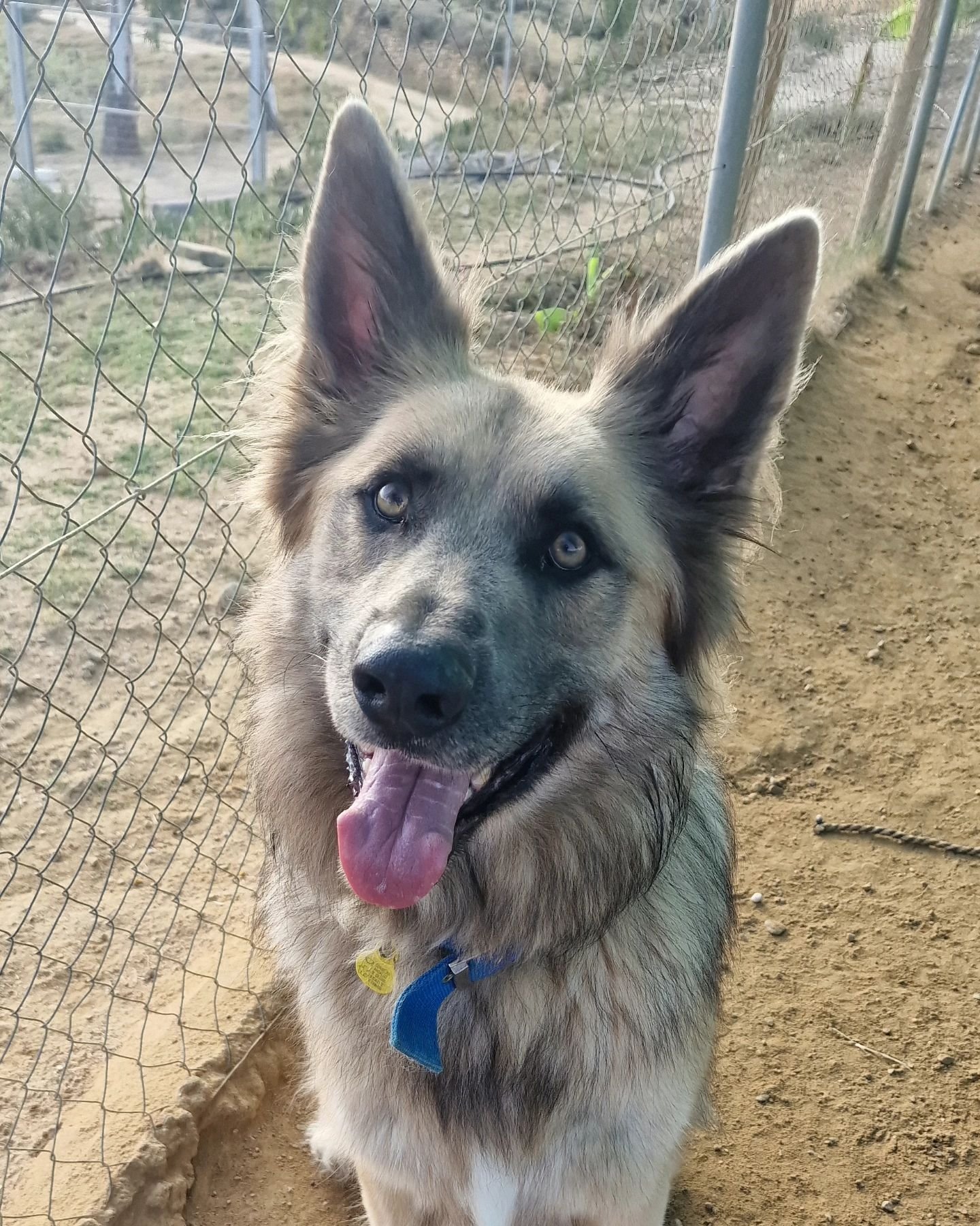 resort canino party dogs