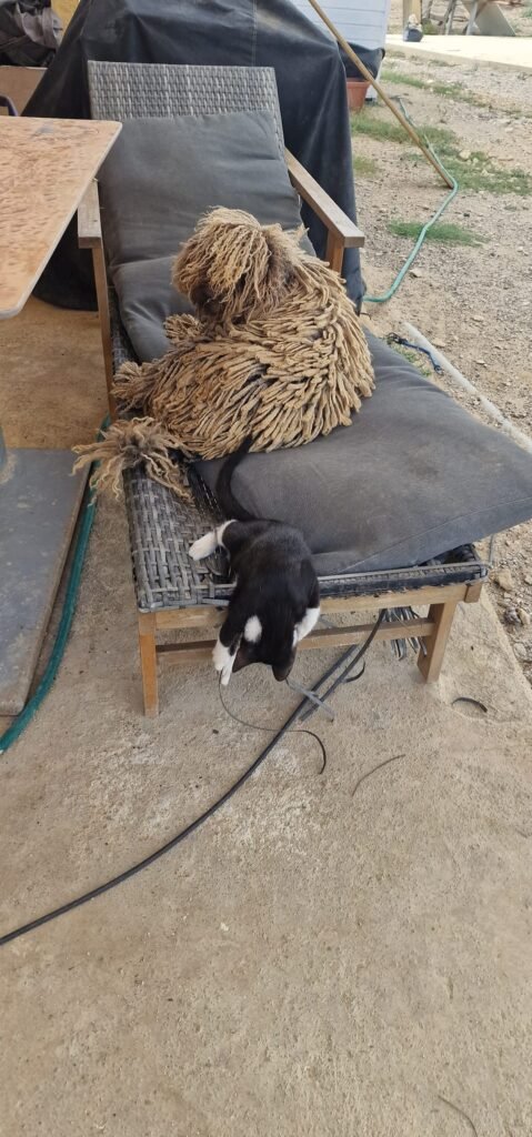 resort canino party dogs