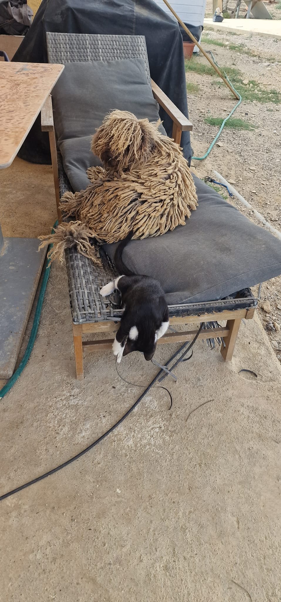 resort canino party dogs