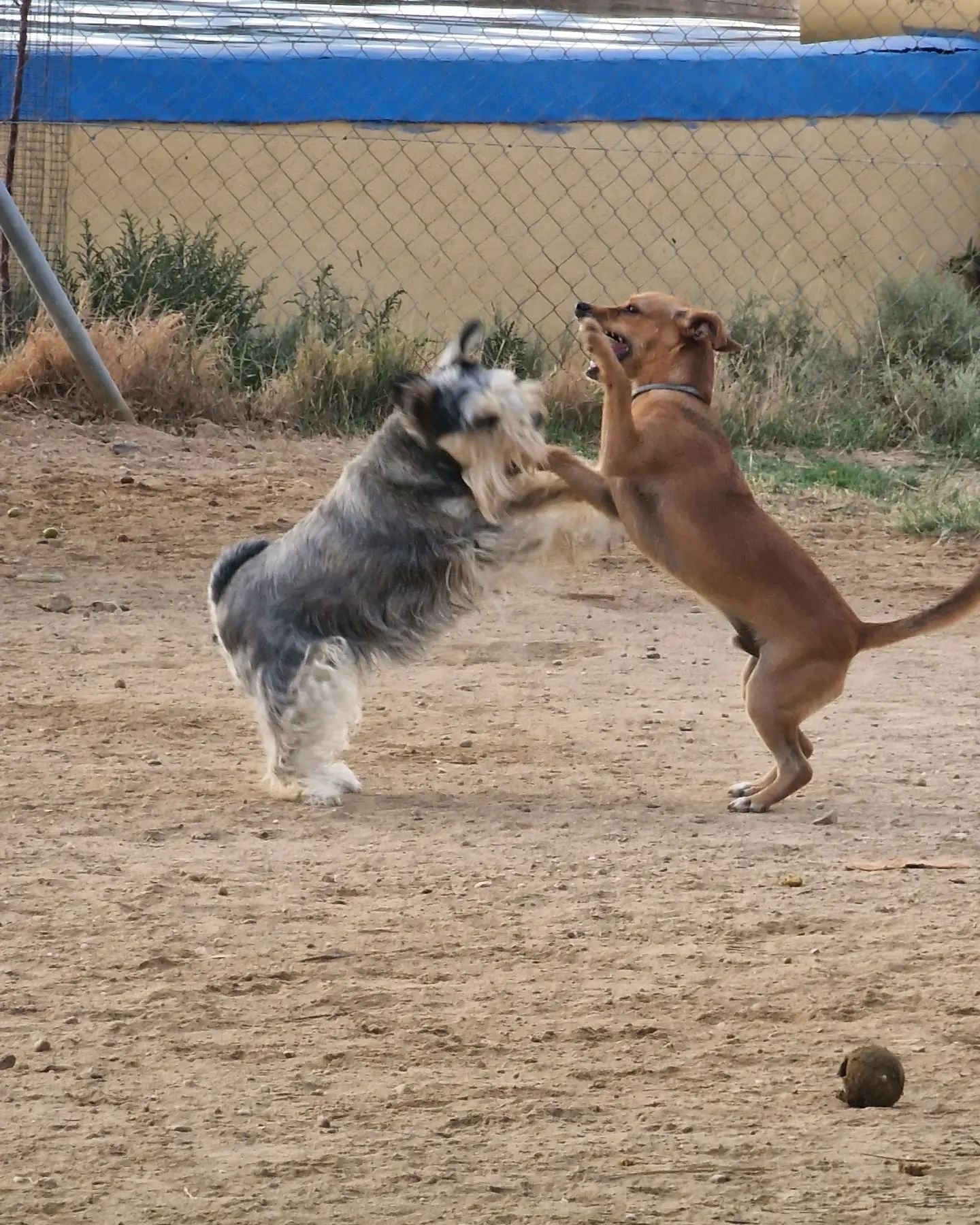 resort canino party dogs