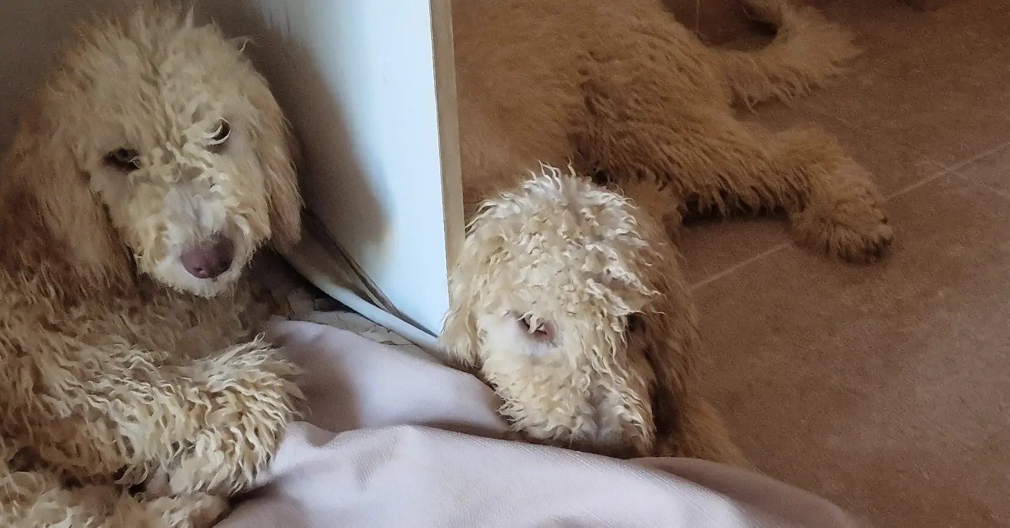 resort canino party dogs