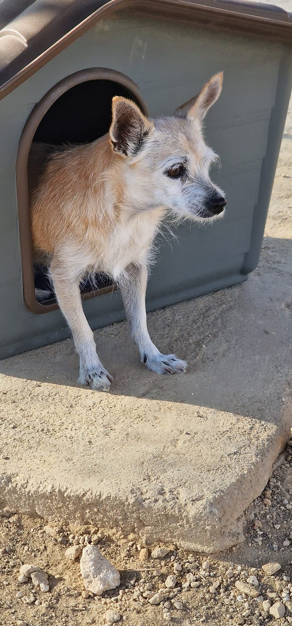 resort canino party dogs