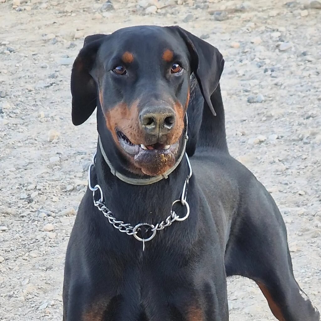 resort canino party dogs